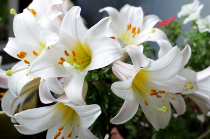 Lilien